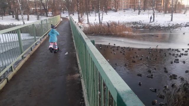 1000 диких уток зимуют на пруду парка в Нахабино смотреть онлайн