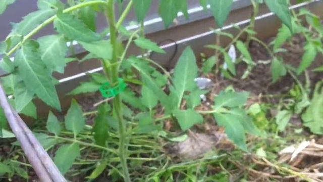 ПОДВЯЗКА ПОМИДОР БЫСТРО, ЛЕГКО, ПРОСТО! ТопСад.TopSad. смотреть онлайн