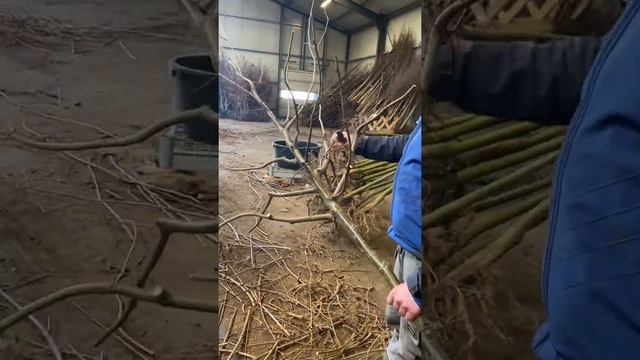 Обрезка кроны и корней клена остролистного смотреть онлайн