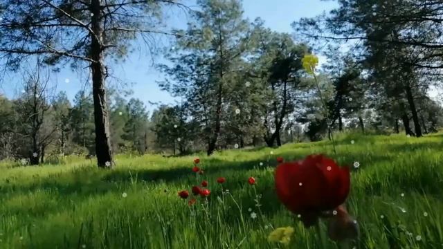 Яблоневый цвет. Красивая песня. смотреть онлайн