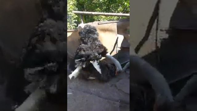 Страусиные брачные игры. Полный цикл. смотреть онлайн