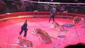 Тигры в цирке 2018