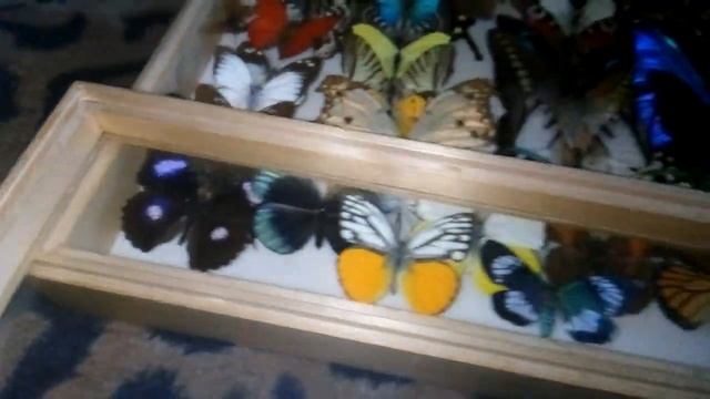 Всё о бабочках. Коробка для хранения бабочек. смотреть онлайн