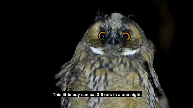 Long Eared Owl Sound / Hungry Owl Chick Beg for Food смотреть онлайн