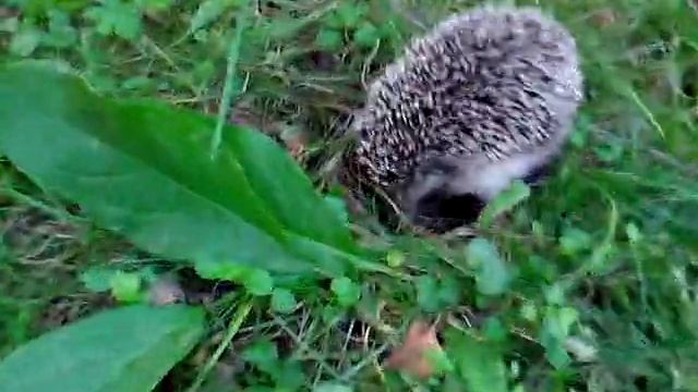 Ежик )).mp4 смотреть онлайн