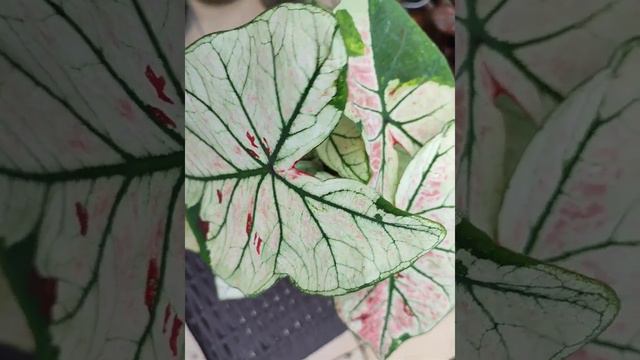 Hybrid Strawberry Star Caladium
