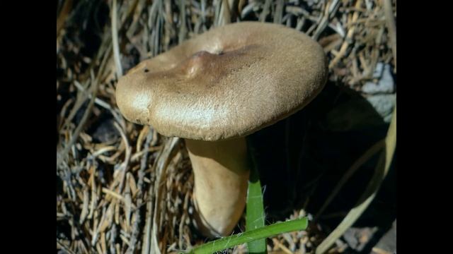 Cortinarius cotoneus смотреть онлайн