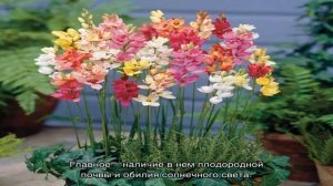 Иксия: особенности выращивания (21 фото)