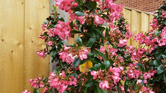 2 minutes of the bumble bees on the pink Bush in my garden смотреть онлайн