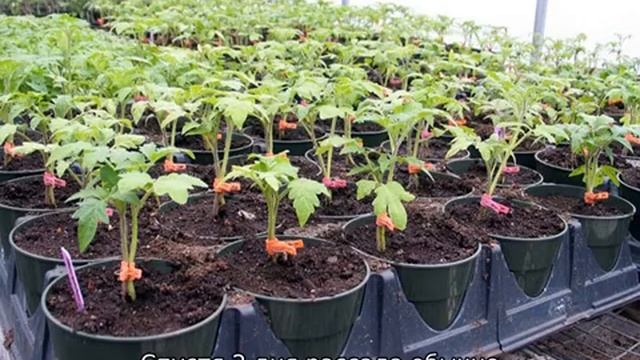 Томат Ранний 83: характеристика и описание сорта смотреть онлайн