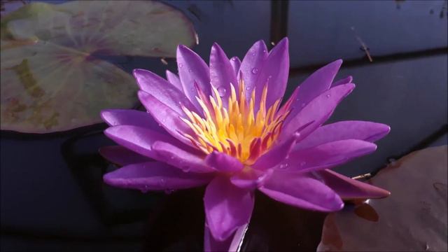 Нимфея Turtle Island Violicious (Черепаший остров Фиалковый) кувшинка, waterlily, водные растения смотреть онлайн