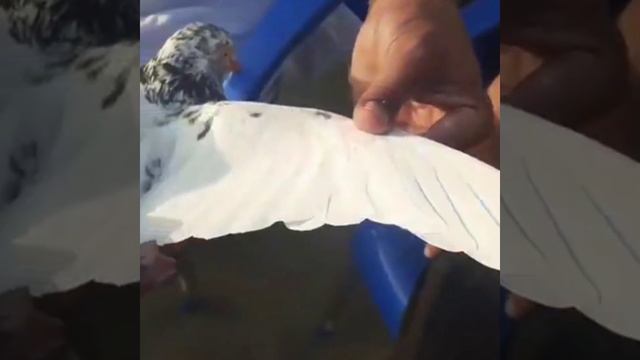 Best High Flying Pigeon | Pigeon Flying 2021 | Top 10 Flying Pigeon