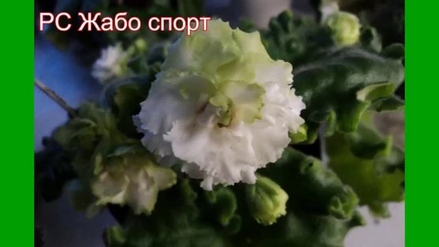 фиалки смотреть онлайн