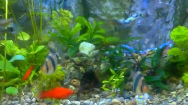 Аквариум 60 л. с пескопад ( Waterfall of sand) смотреть онлайн