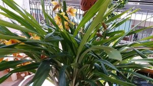 Цимбидиум.После покупки.Цикл2 .На что мы должны обратить внимание .