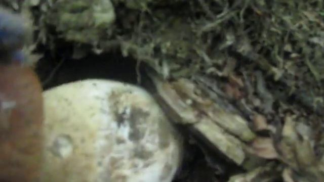 Білий гриб лат. (Bolétus edúlis) із нори. смотреть онлайн