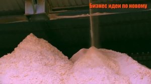 Выращивание павловнии в 2022 году. Все о бизнесе за 10 мин.