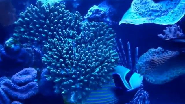 Удивительное Красное море