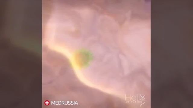 Размножение вируса внутри клетки. смотреть онлайн
