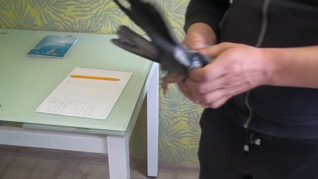 Измерение своих голубей по стандарту Николаевского 1часть смотреть онлайн