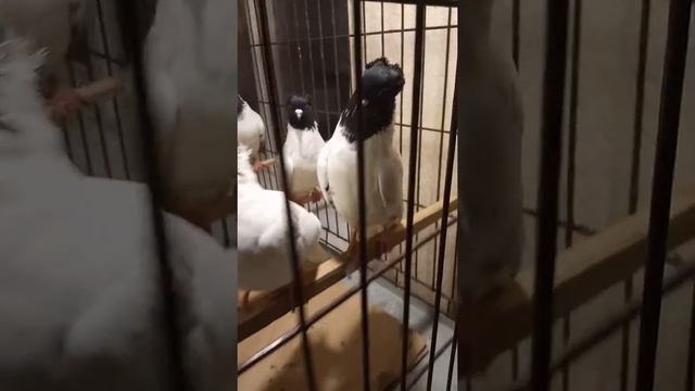 Голуби г.Михайловск Ставропольский край (Александр) - 3 смотреть онлайн