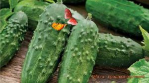 Огурец обыкновенный Засолочный (zasolochnyy) ? обзор: как сажать, семена огурца Засолочный