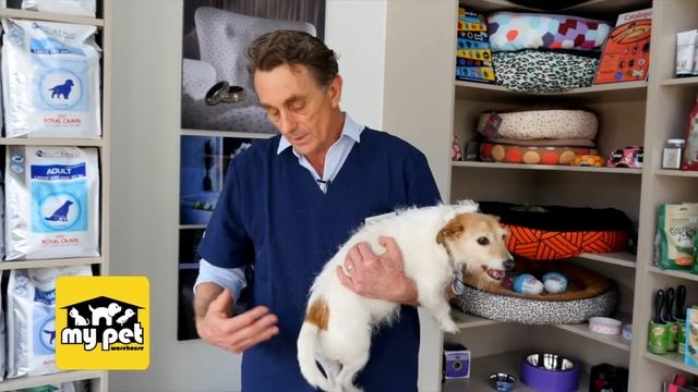 How to tell if your dog has worms смотреть онлайн