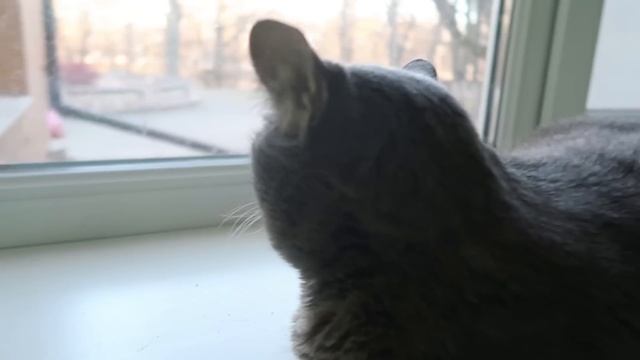 VLOG? Получила посылку? Милый кот в больнице смотреть онлайн