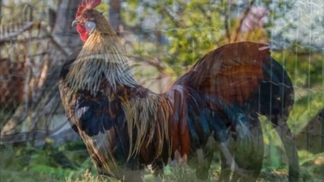 Разведение кур породы Феникс как бизнес идея | Куры Феникс смотреть онлайн