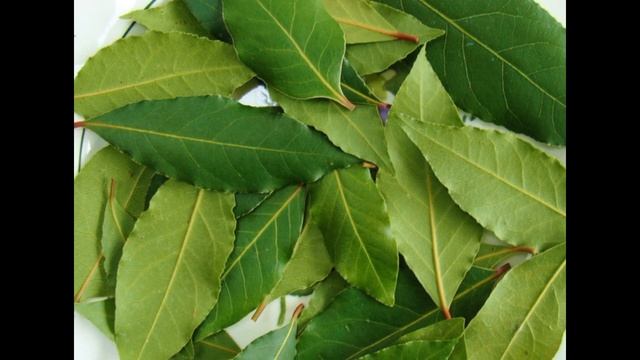 Волшебство лаврового листа смотреть онлайн