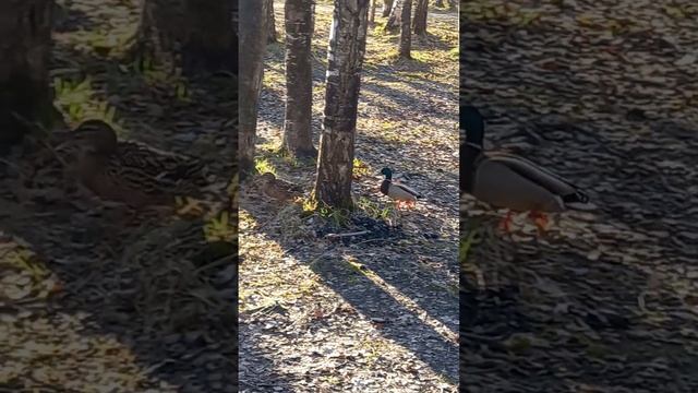 Они шли вдвоем, легкой походкой! смотреть онлайн