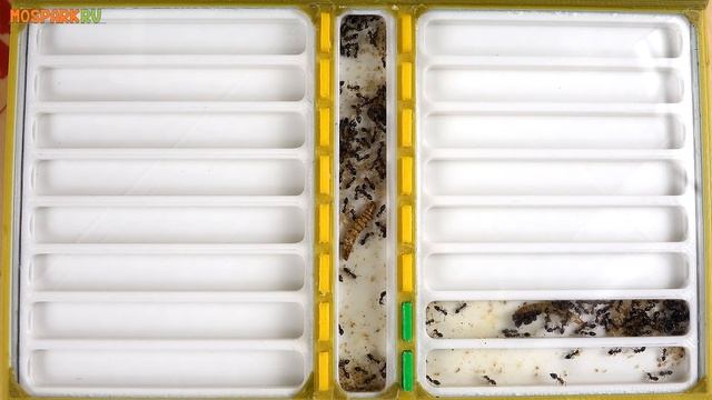 Муравьи - обзор всех колоний 2018 смотреть онлайн