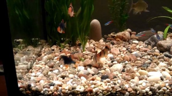 Барбусы целуются