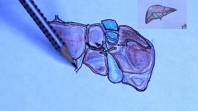 Печень, топографическая анатоми печени(Ахмадудинов А.М.) смотреть онлайн