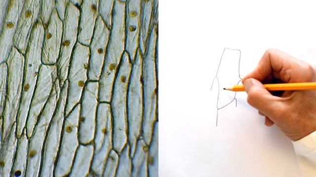 Microscope Drawings - Biology A-level смотреть онлайн