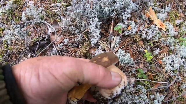 Грибы боровики, белые грибы, брусника. Выборгский район. #Vladimir_ribachok #грибы #белыегрибы смотреть онлайн