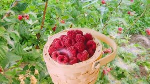 По малину в сад пойдем .