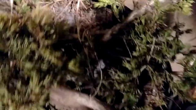 Яма для зимовки бонсай и большой можжевельник смотреть онлайн