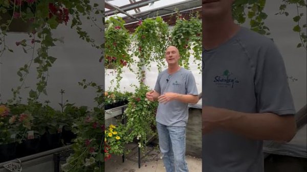 Lofos Prolific Trailing Beauty - Lophospermum is a Gorgeous Trailer