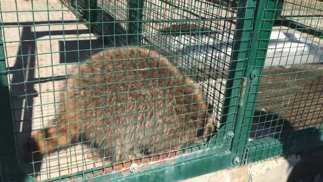 Зоопарк , енот смотреть онлайн