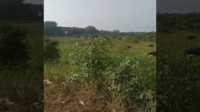 Индийские быки!