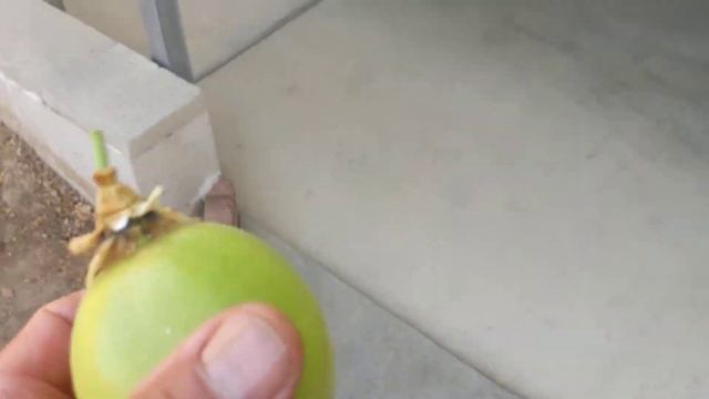 Фазы созревания маракуйи сорта Фредерик (часть 1) смотреть онлайн