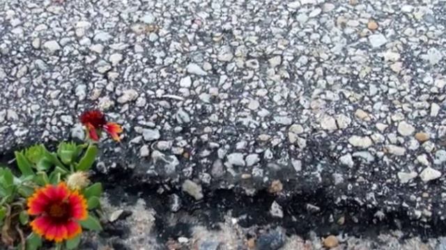 ГОРОДСКИЕ ЦВЕТЫ... смотреть онлайн