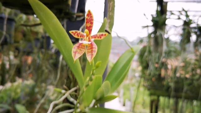 More Exotic Wild Orchids @ United Malaysian Orchids, Rawang, Selangor смотреть онлайн