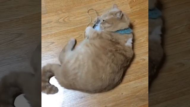 Кот поймал рыбу и обнимается с ней | cat takes hugs with fish смотреть онлайн