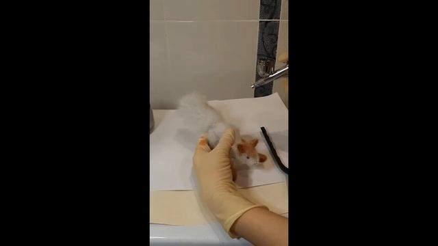 тонировка белочки аэрографом (squirrel Tinting With Airbrush)