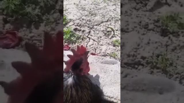 Петух кричит Аллах смотреть онлайн