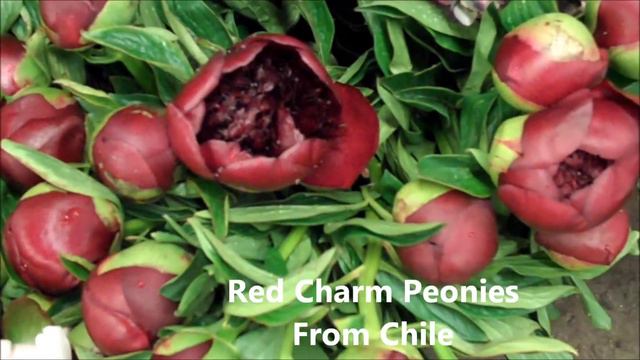 Peonies From Chile Now In! смотреть онлайн
