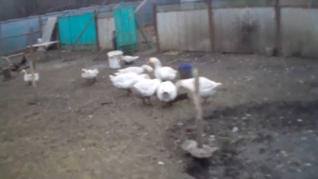 Самые выгодные домашние и сельскохозяйственные животные / личный опыт в Краснодарском крае смотреть онлайн