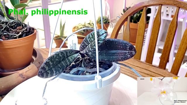 Видовые фаленопсисы Часть 1 смотреть онлайн